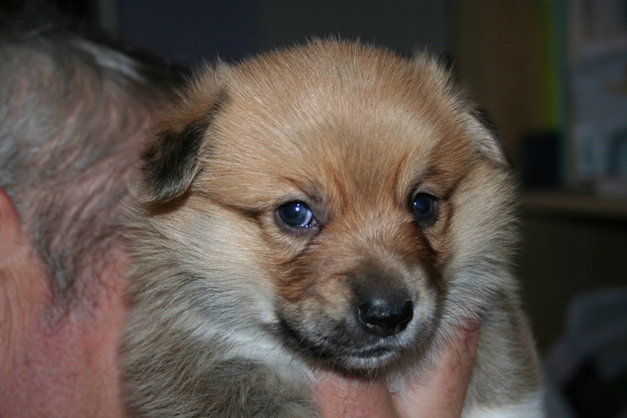 Puppies